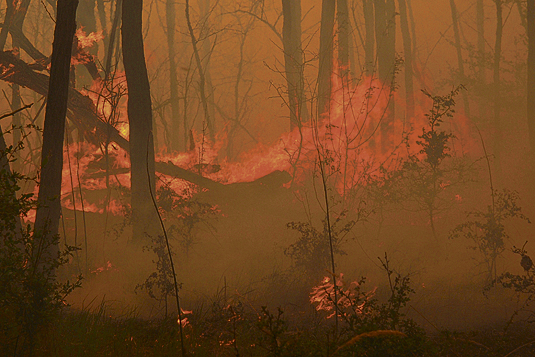 1100 hektár erdő égett le Bugac pusztán