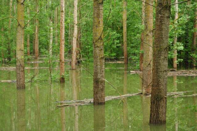 Több tízezer hektár erdőt öntött el a Duna