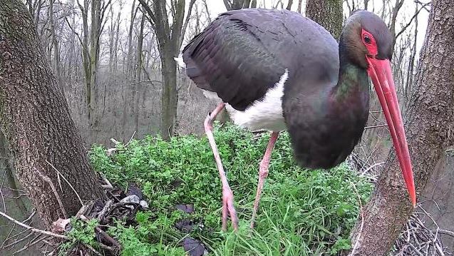 Visszatért a Gemenci erdőbe a webkamerával is megfigyelt fekete gólya