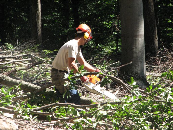 Országosan 35 000 embernek ad munkát az erdő 