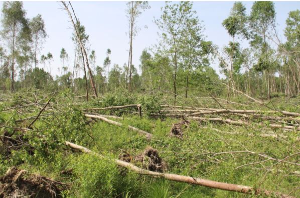 Súlyos károkat okozott Zalában is májusban az Yvett ciklon