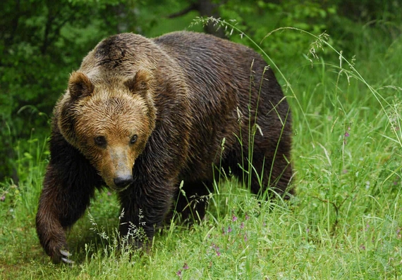 Területfoglalás miatt jöhetnek át Felvidékről a barna medvék 