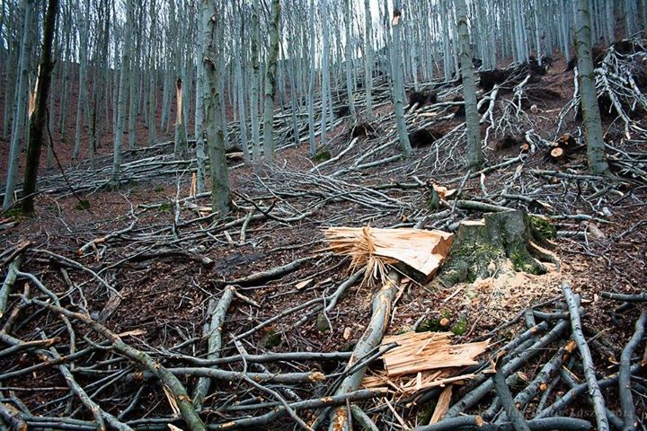 Jövő hét végére készül el a teljes körű kárfelmérés az állami erdőkben