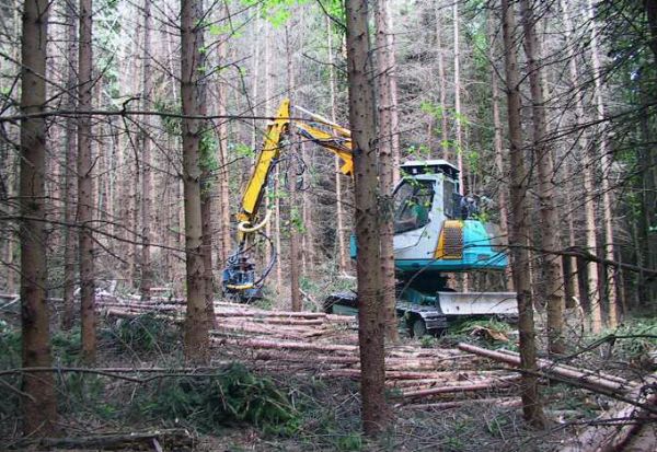 Harveszterrel dolgoznak a soproni erdőkben