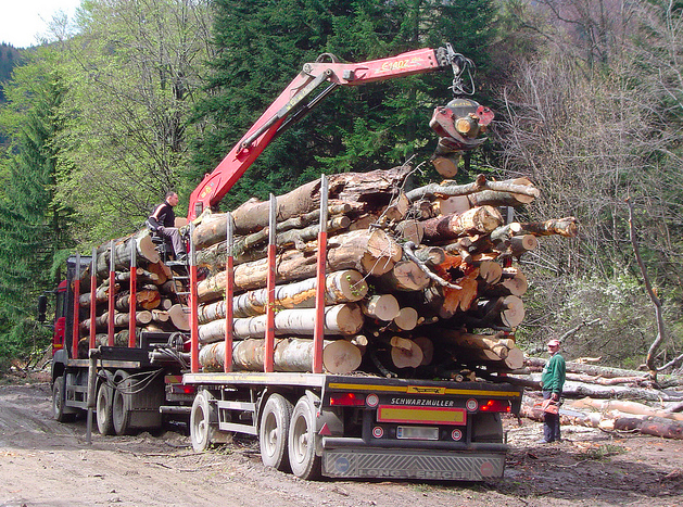 Új erdészeti törvényt fogadott el a román képviselőház