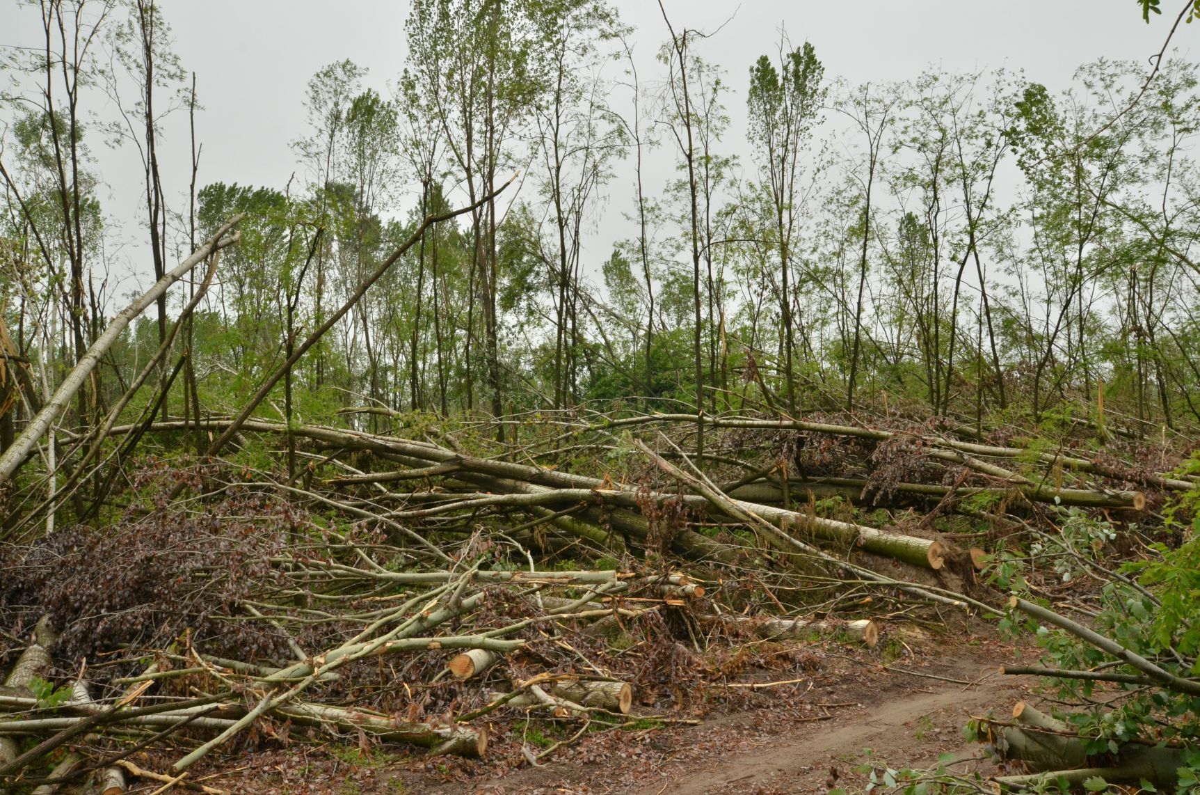 Folyik a viharkár utáni helyreállítás a kiskunmajsai erdőkben