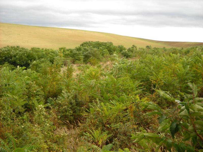 Bálványfa-állományok visszaszorítása a Pilisi Parkerdő Zrt. területén