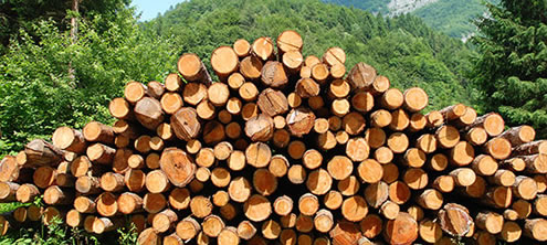 Faanyag lábon értékesítés - erdősítés (pályázati felhívás)
