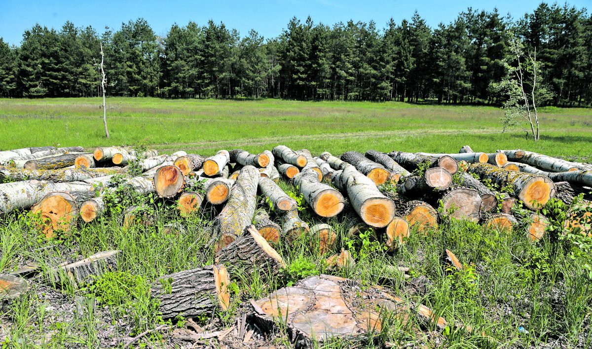 Több százezer köbméternyi fa kerül ki illegálisan a hazai erdőkből