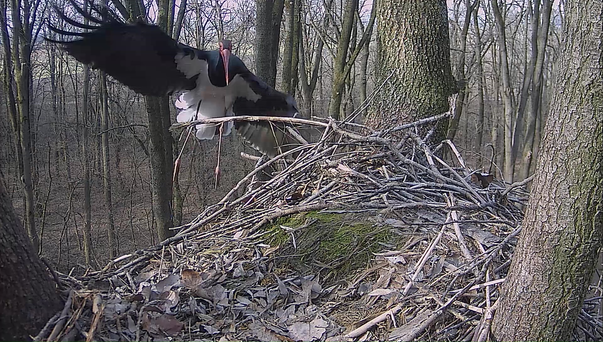 Megérkezett az első fekete gólya a Gemenci erdőbe