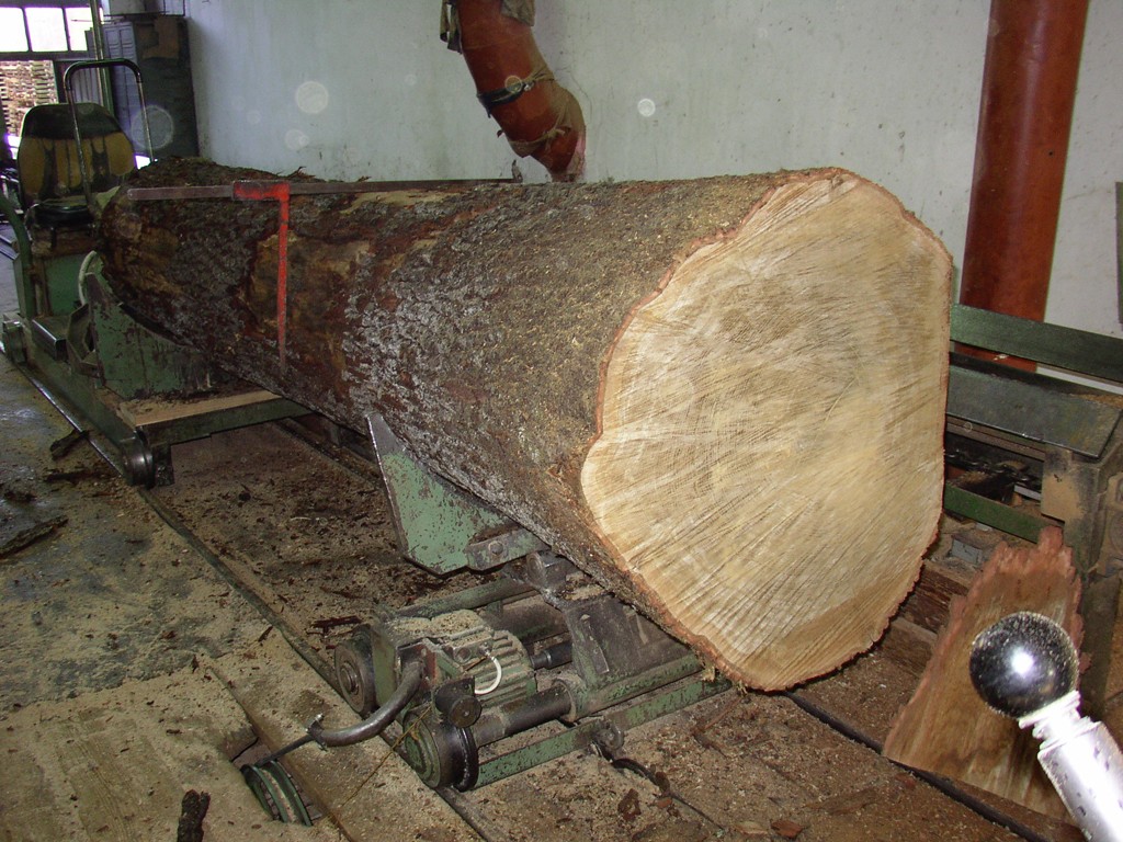 Közel tízmilliárd forint értékű rönkfát termelnek ki évente a magyar erdőkben