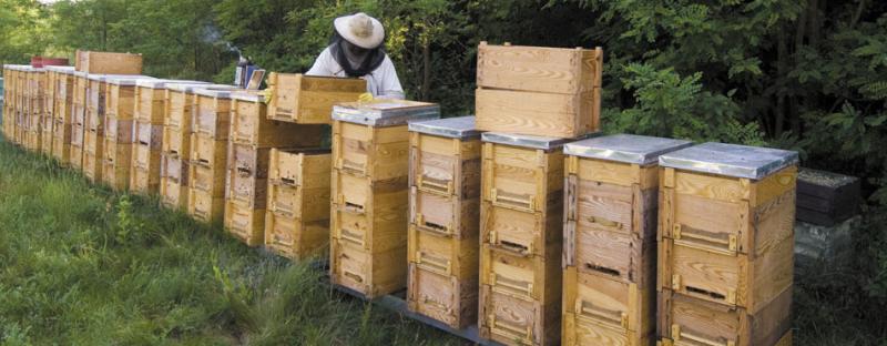 Nagyobb támogatási forrásokat kaphatnak a magyar méhészek