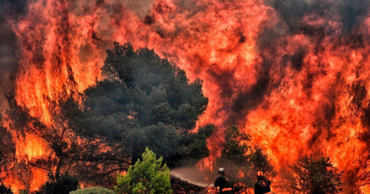 Támogassa adományával a görögországi tűzvészben elpusztult erdők felújítását!