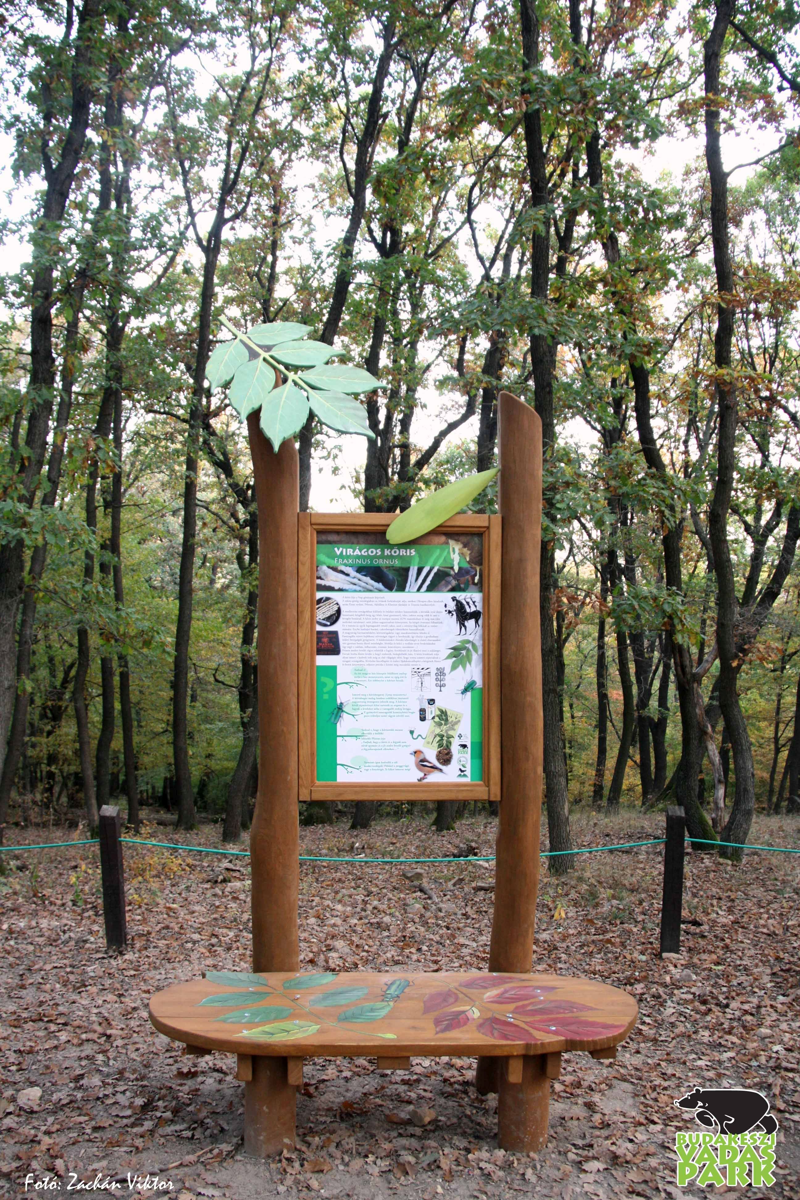 Az Év Fája alatt pihenhetünk a Budakeszi Vadasparkban