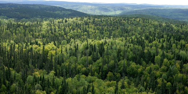 Az erdők fenntartható gazdálkodásának megerősítése Georgiában