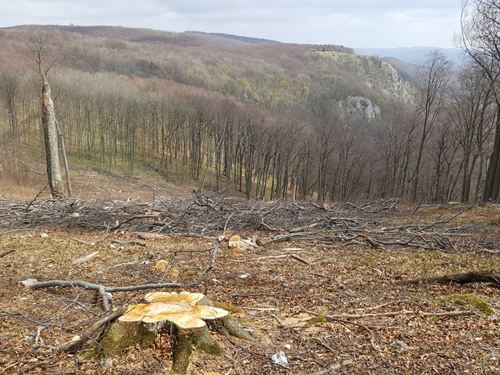 Az erdő megfiatalítását szolgálja a fakitermelés a Bükkben