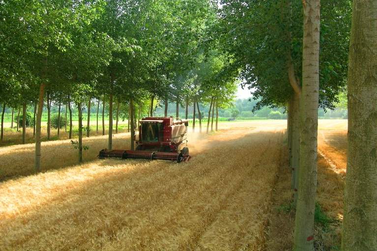 EURAF: az agrárerdészet kedvezően alakul Magyarországon