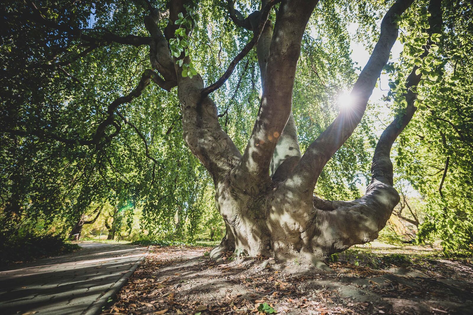 Adatbázis és állapot felmérés készül a történeti és botanikus kertekben élő matuzsálem korú fákról  