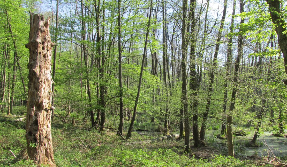 Sokoldalú tevékenységével támogatja az erdők kezelését az NFK Erdészeti Főosztálya 