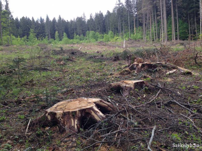 Új rendszert használnak Romániában az illegális erdőirtások megelőzésére