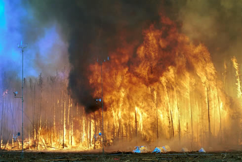 100 évre lesz szükség a leégett szibériai erdők regenerálódásához