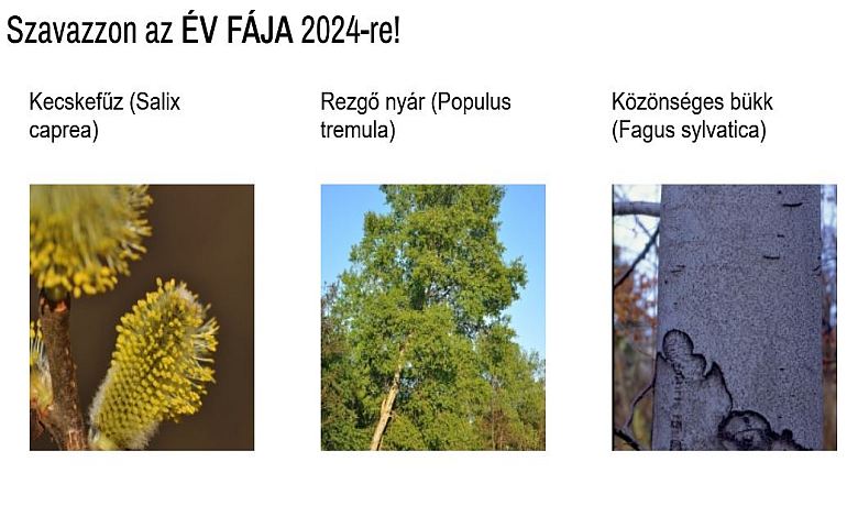 Válassza meg a 2024. esztendő fafaját! Szavazzon az Év fájára!