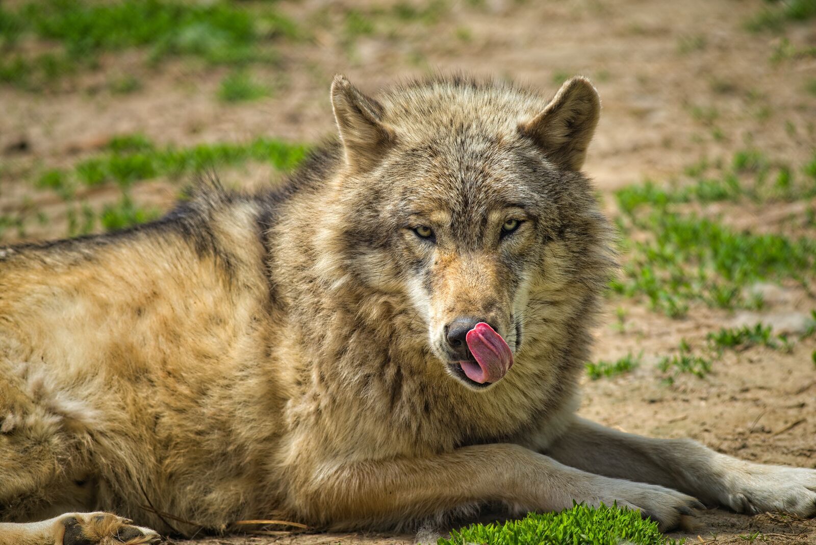 Minimális veszélyt jelentenek a farkasok a haszonállatokra a természetes élőhelyükön?