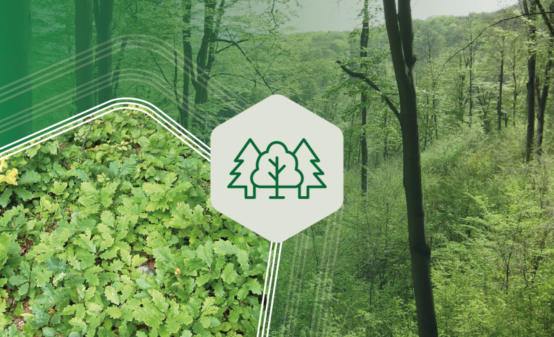 Folytatódik a NAK online fórumsorozat - Klíma, erdő, erdőgazdálkodás - Október 7.