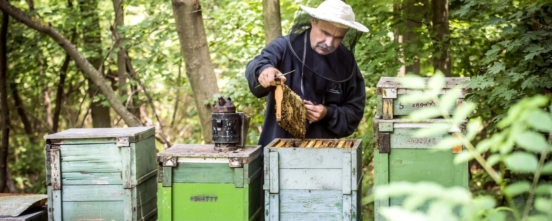 Magyarország vezette be először a beporzási támogatást a méhészek számára