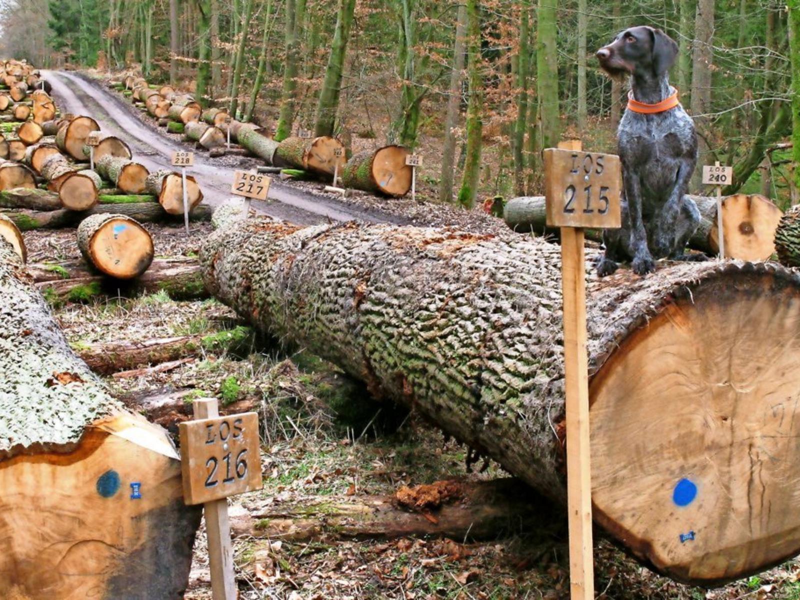 Egyre nagyobb probléma a németországi erdőkben a falopás 