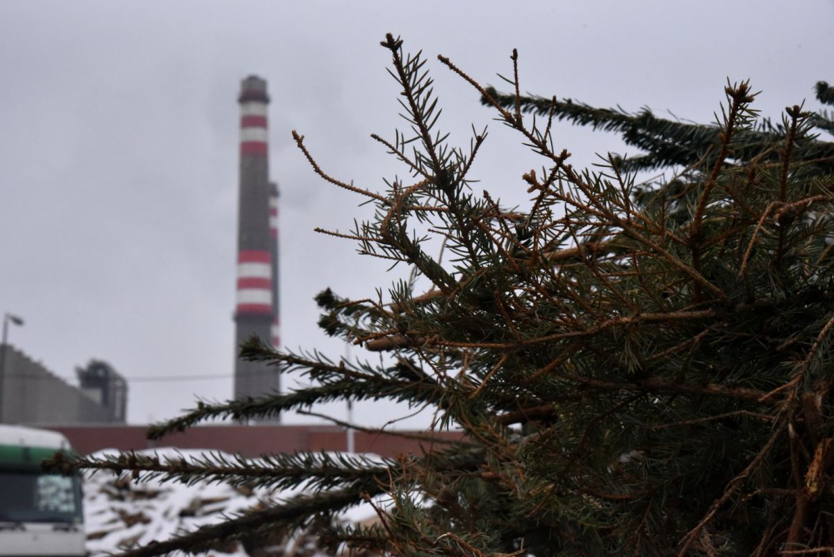 40 tonna kidobott karácsonyi fenyőfát hasznosít energetikai céllal a pécsi erőmű 