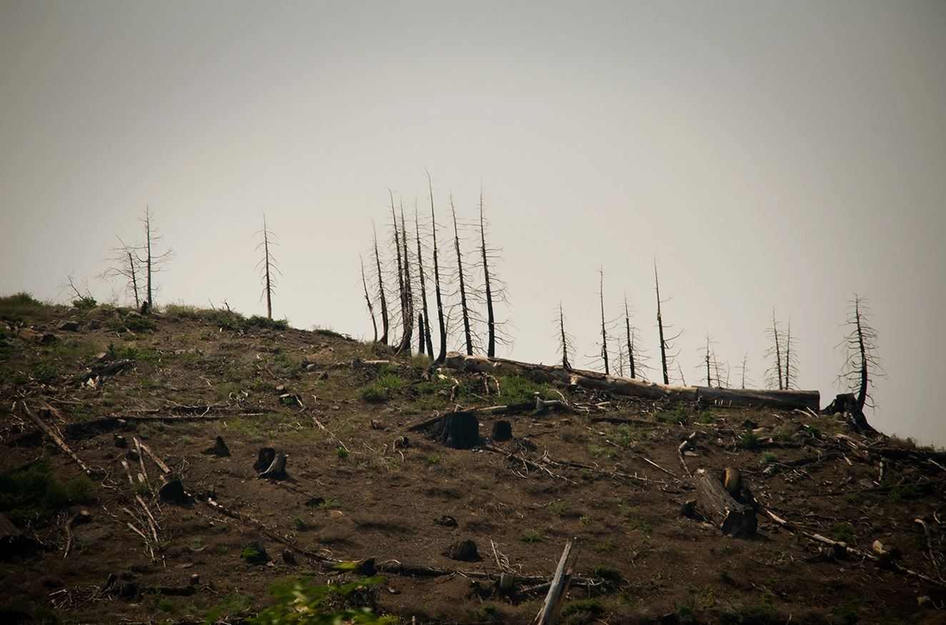 A kaliforniai tűlevelű erdők nem bírnak alkalmazkodni az extrém hőséghez