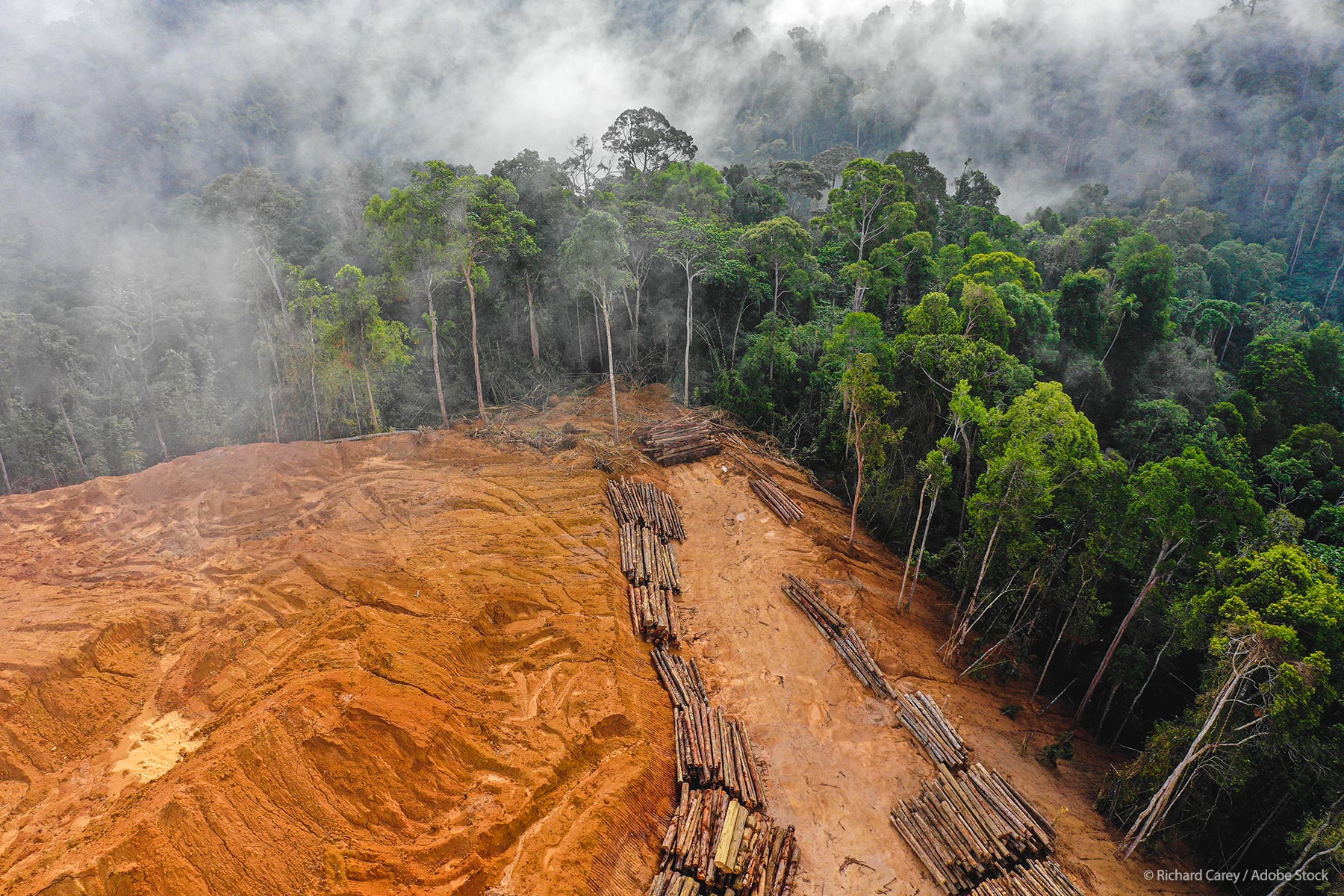 Egy év alatt Svájc kiterjedésű trópusi esőerdőt irtanak ki a Világerőforrás Intézet szerint    