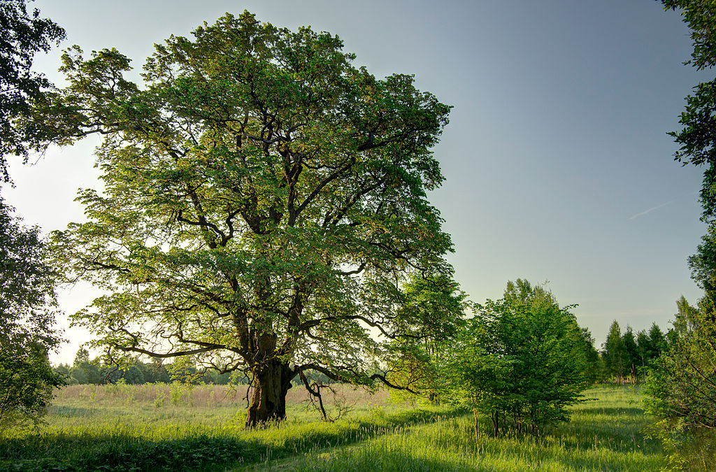 A vénic-szil az Év fája 2023-ban - az ártéri ligeterdők fafaja kerül a fókuszba jövőre  