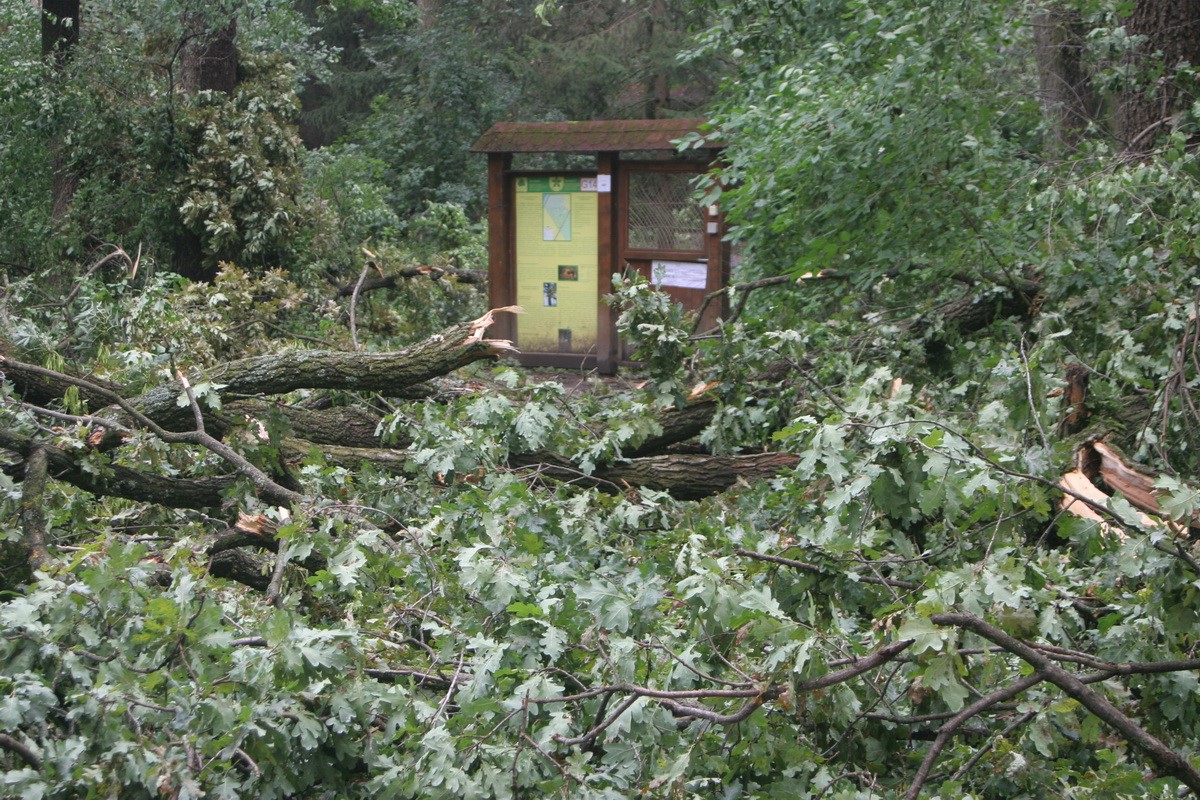 Vasárnap súlyos viharkárt szenvedett a Gyula-Városerdei Parkerdő
