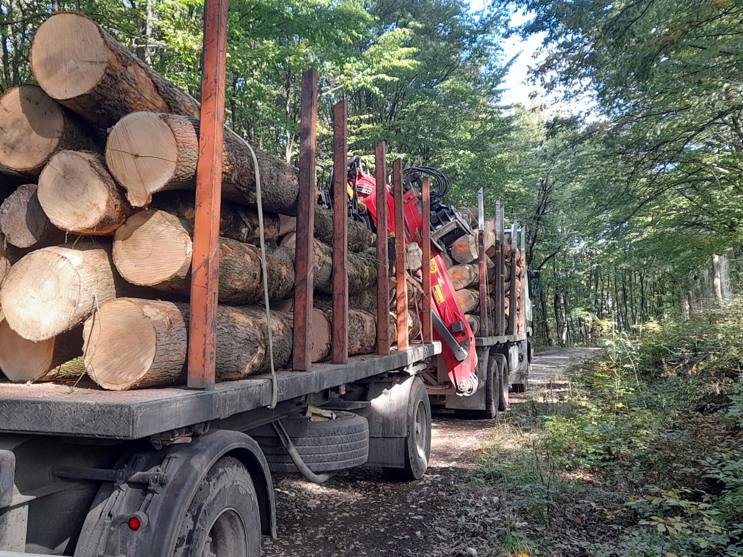 A Tűzifa-program kezdte óta 290.000 köbméter fa árát fizették be és 230.000-et szállítottak ki 
