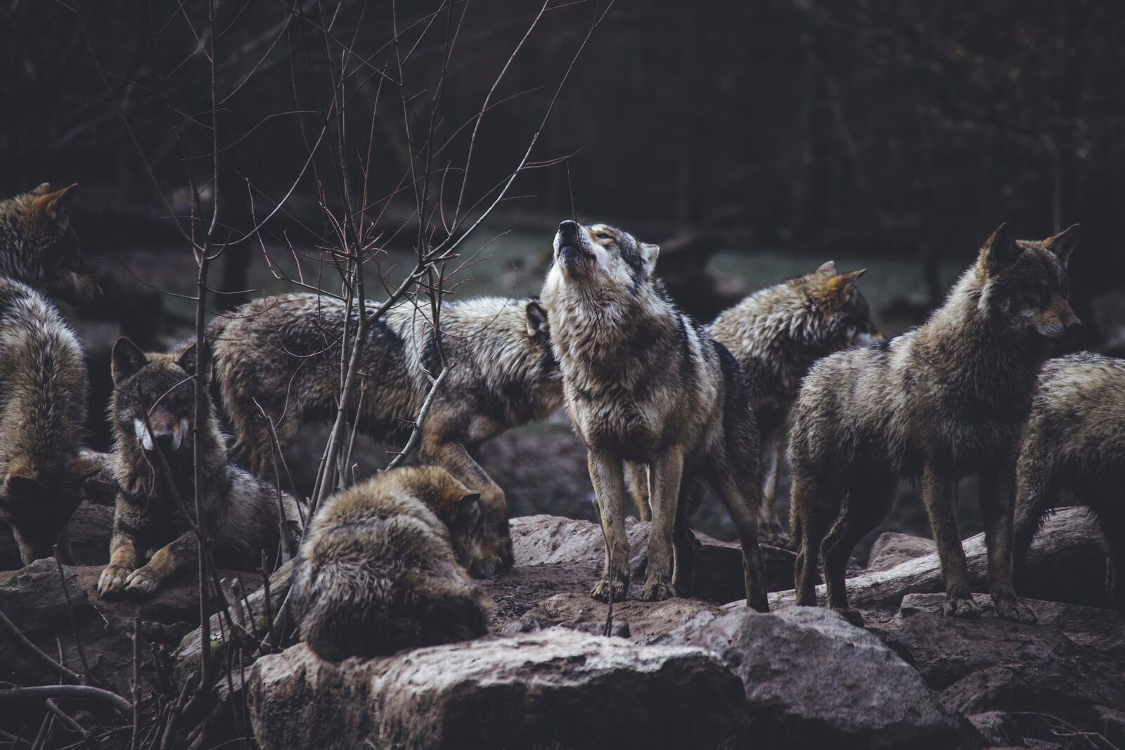 Farkas populációkezelési gyérítést végez Finnország, Svédország és Norvégia - vitás a helyzet